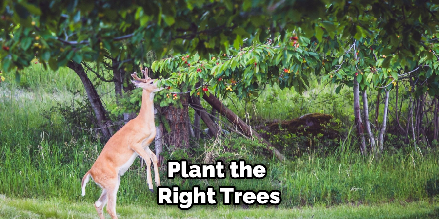 Plant the Right Trees