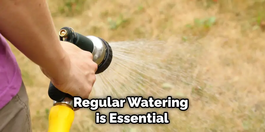 Regular Watering is Essential