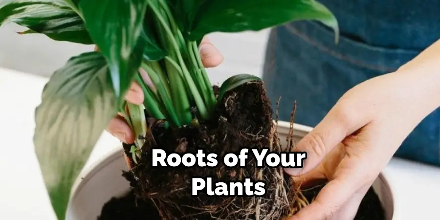 Roots of Your Plants