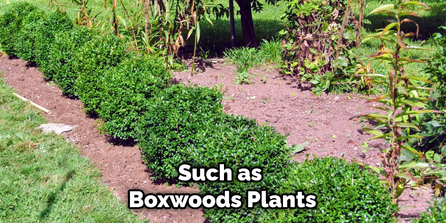 Such as Boxwoods Plants