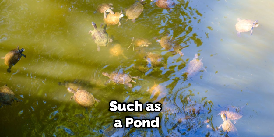 Such as a Pond