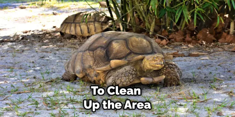 Remove Turtle How to Get Rid of Turtles in My Yard | 5 Easy Steps (2026)