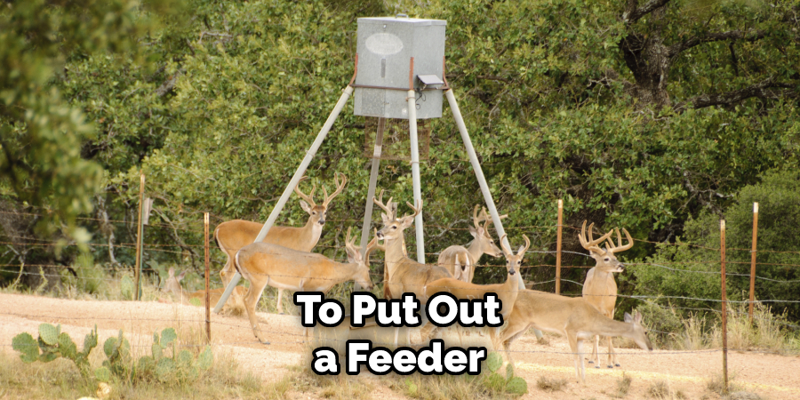 To Put Out a Feeder