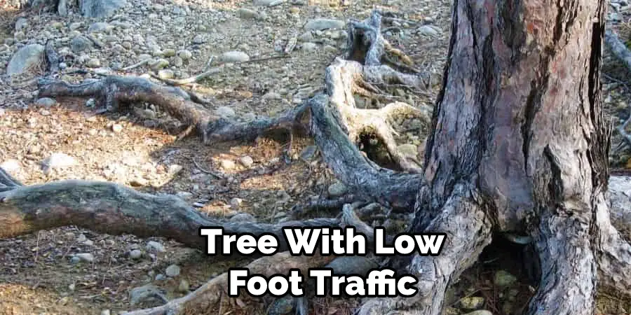 tree with low foot traffic