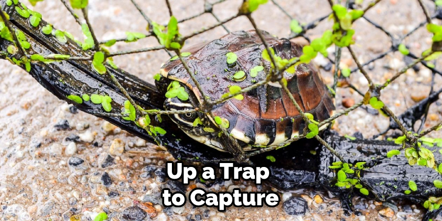 Up a Trap to Capture