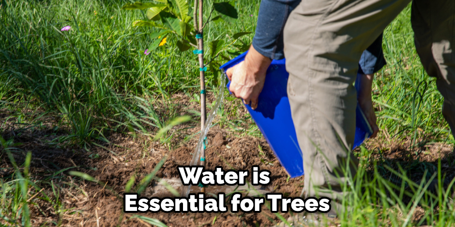 Water is Essential for Trees