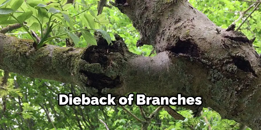 Dieback of Branches