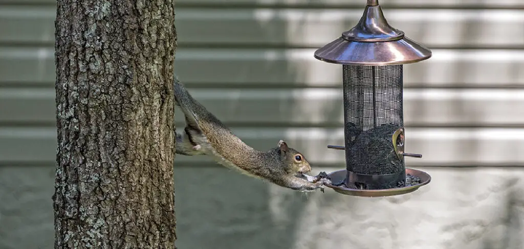 How to Racoon Proof a Bird Feeder