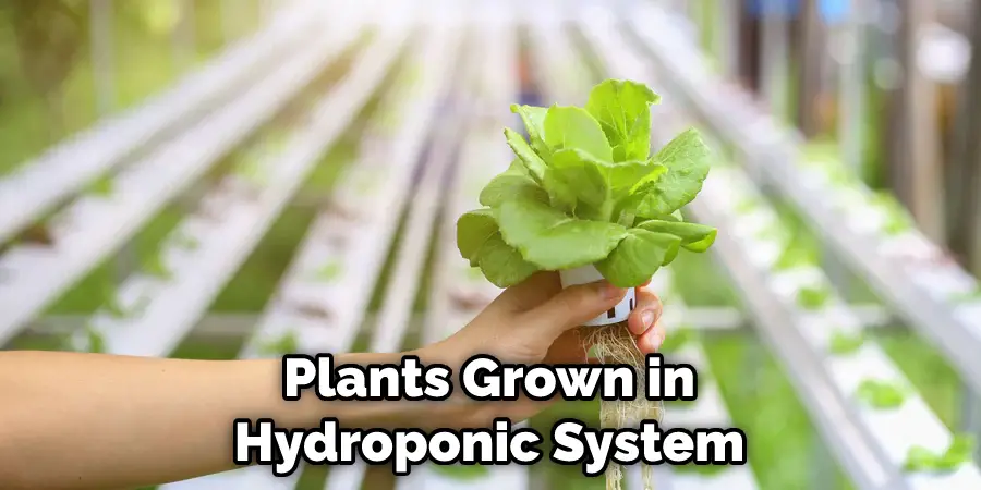 Plants Grown in Hydroponic System