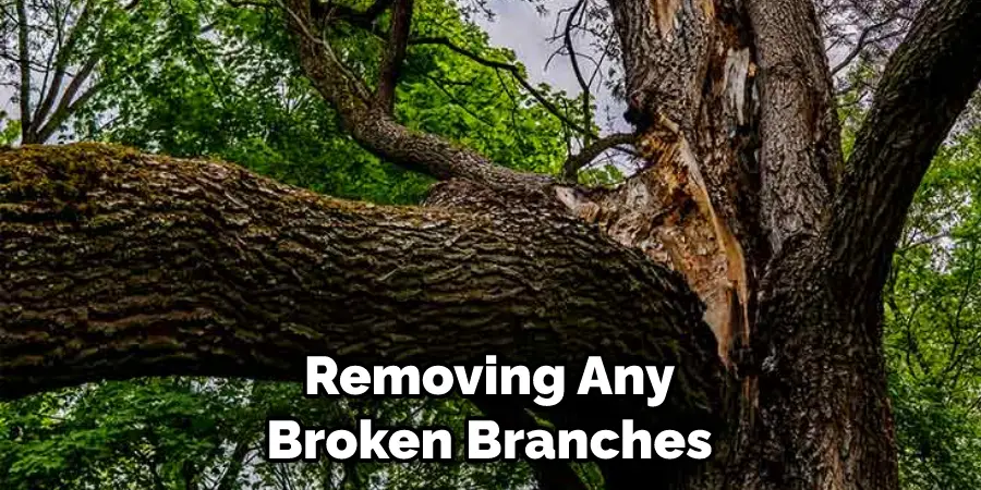 Removing Any Broken Branches