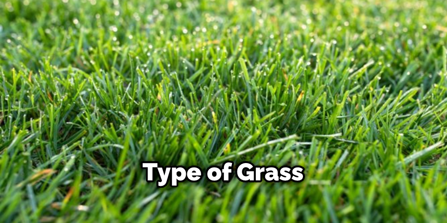 Type of Grass