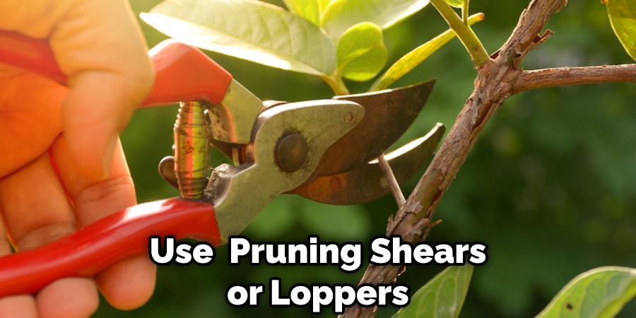 Use  Pruning Shears or Loppers