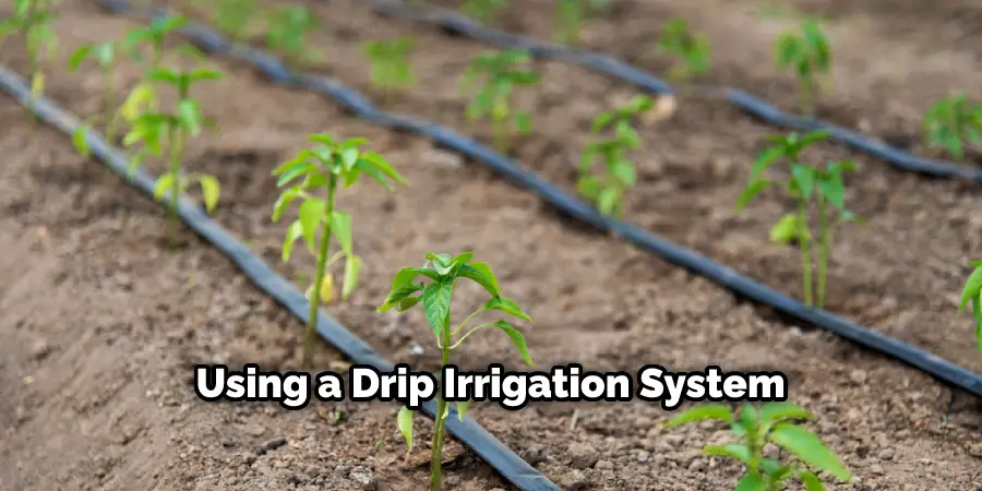 Using a Drip Irrigation System