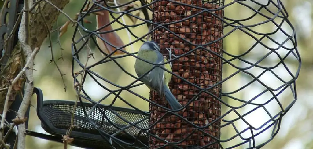 How to Build a Cage Around a Bird Feeder