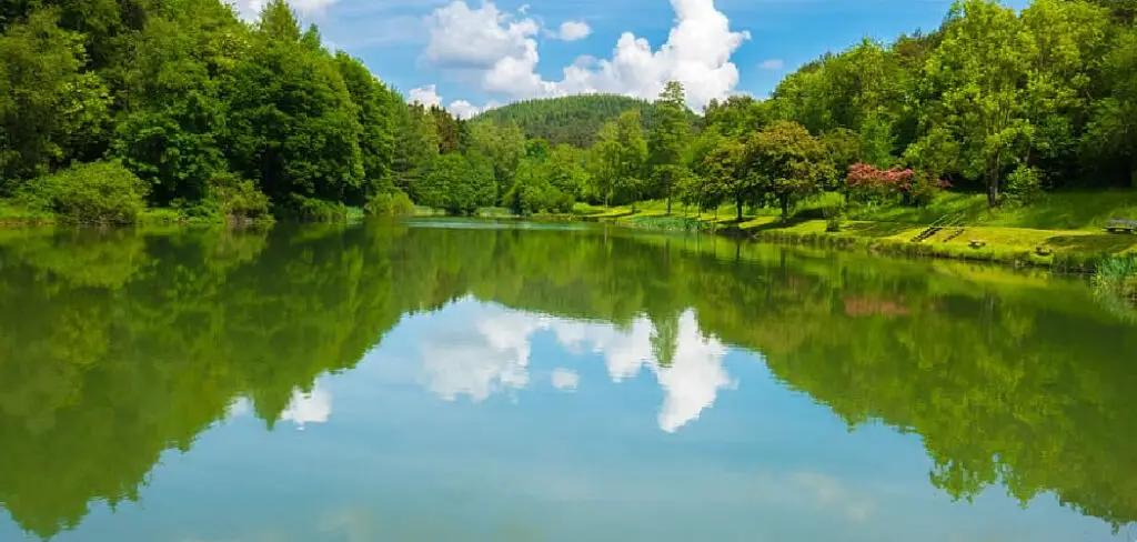 How to Clear Cloudy Pond Water