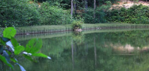 How to Find Leak in Pond | 10 Effective Steps (2025)