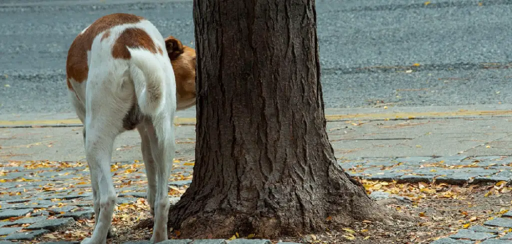 How to Keep Dogs from Peeing on Trees