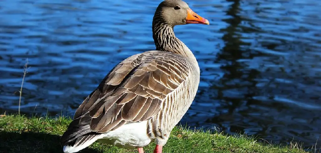 How to Keep Geese Away From Pond