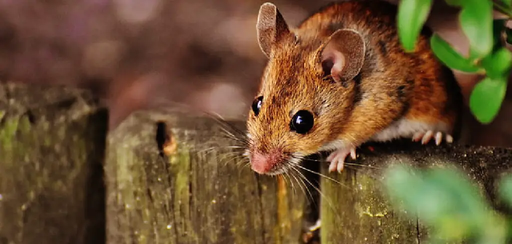 How to Keep Mice Out of Wood Pile