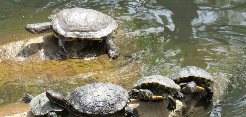 How to Keep Turtles Out of Your Pond