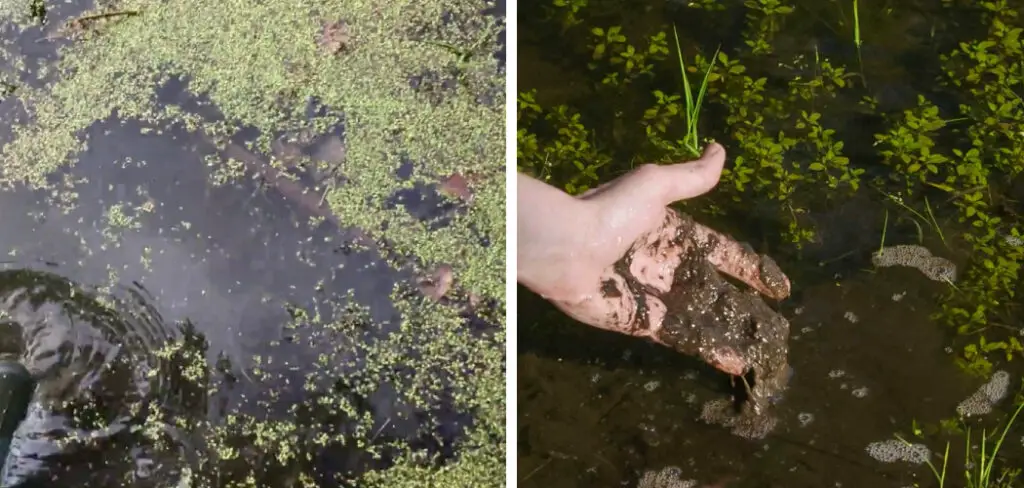 How to Remove Muck From Pond