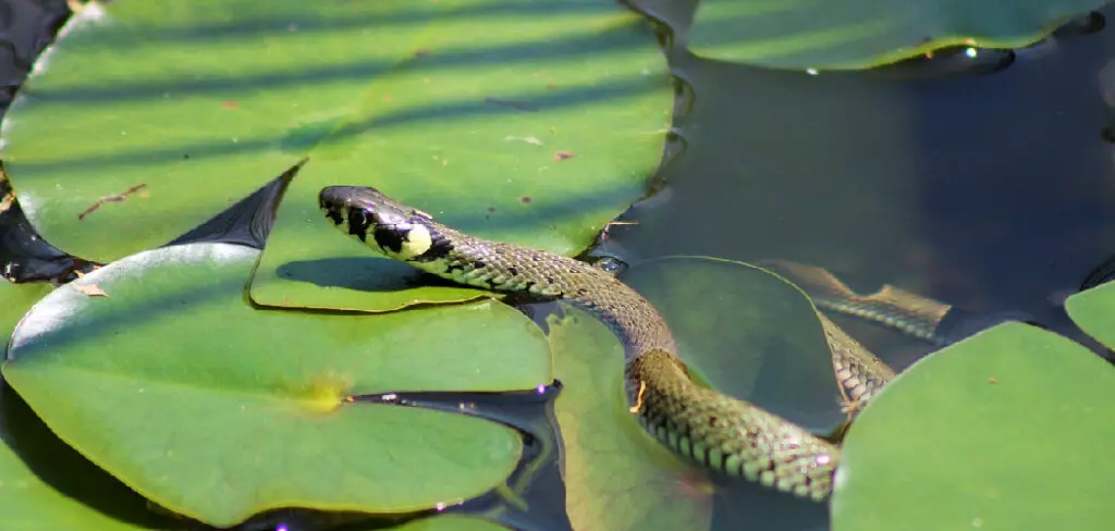 How to Snake Proof a Pond