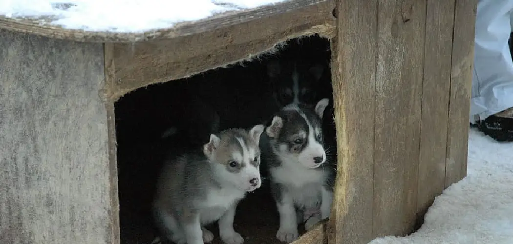 How to Winterize a Dog Kennel 10 Easy Steps (2024)