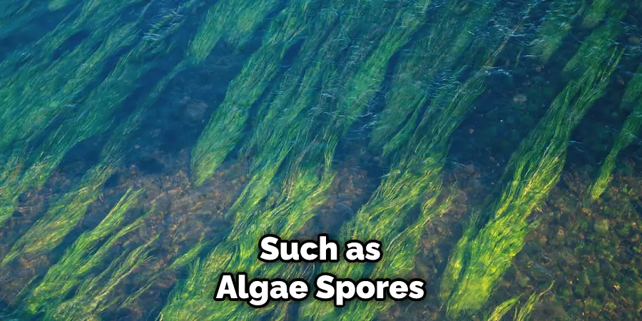 Such as Algae Spores