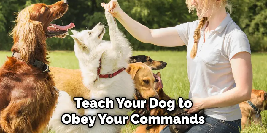 Teach Your Dog to Obey Your Commands