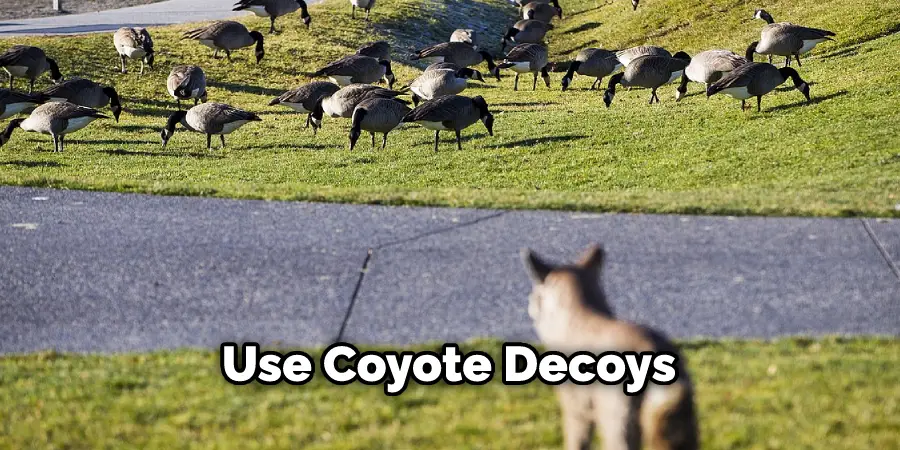 Use Coyote Decoys