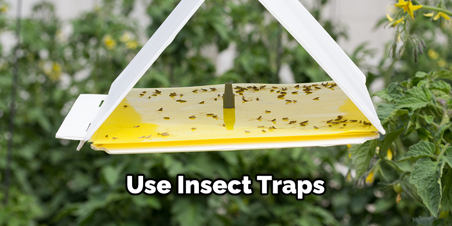 Use Insect Traps