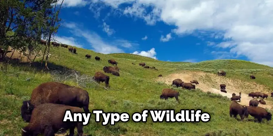 Any Type of Wildlife