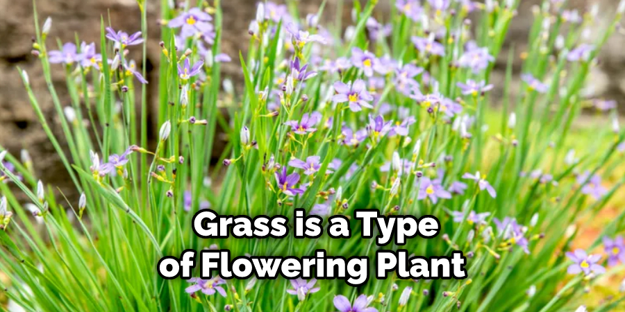 Grass is a Type of Flowering Plant 