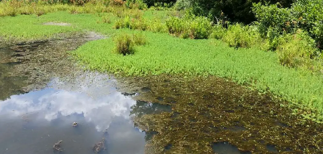 How to Prevent Stagnant Water in Pond