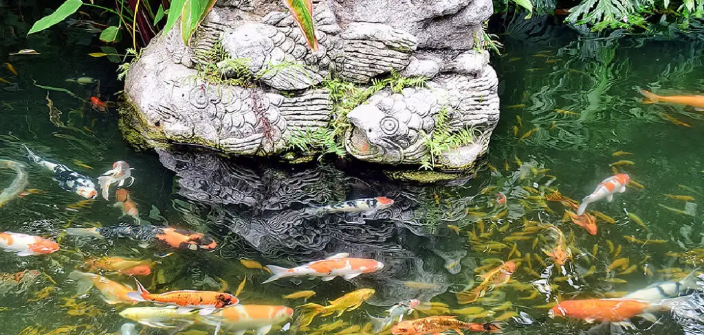 How to Raise Ph Level in Koi Pond