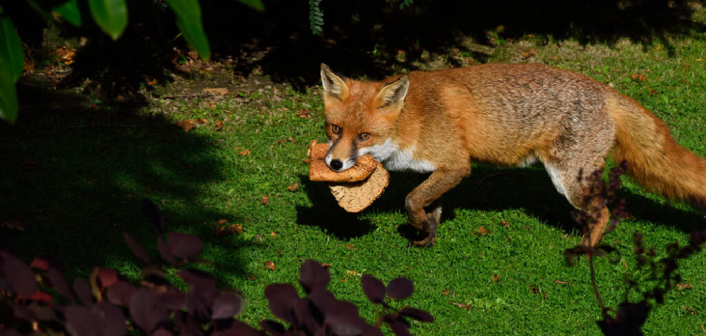 How to Scare Foxes Away From Chickens