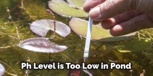 How to Prevent Stagnant Water in Pond | 10 Effective Guides