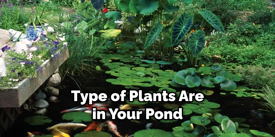 Type of Plants Are in Your Pond