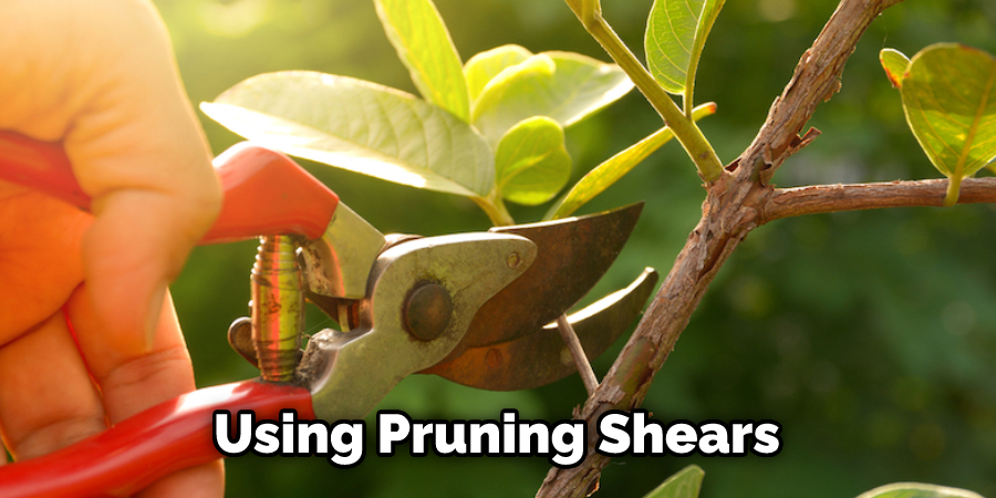 Using Pruning Shears