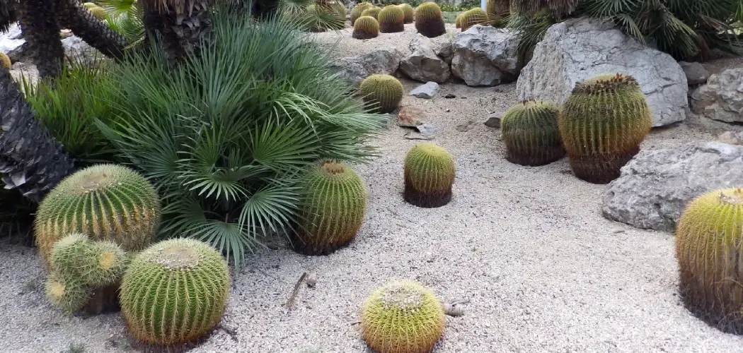 How to Remove Cactus From Yard