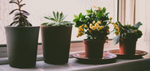How to Arrange Garden Pots | Explained in 11 Steps (2026)