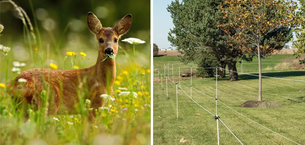 How to Keep Deer Out of Garden Fishing Line