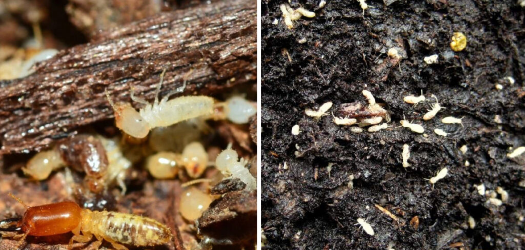 How to Remove Termites From Mulch