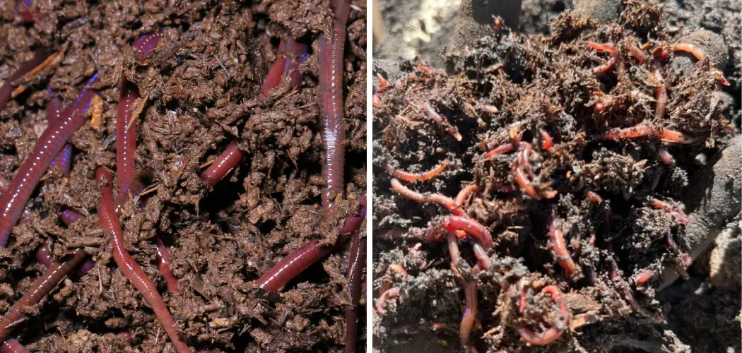 How to Use Worm Castings in Garden