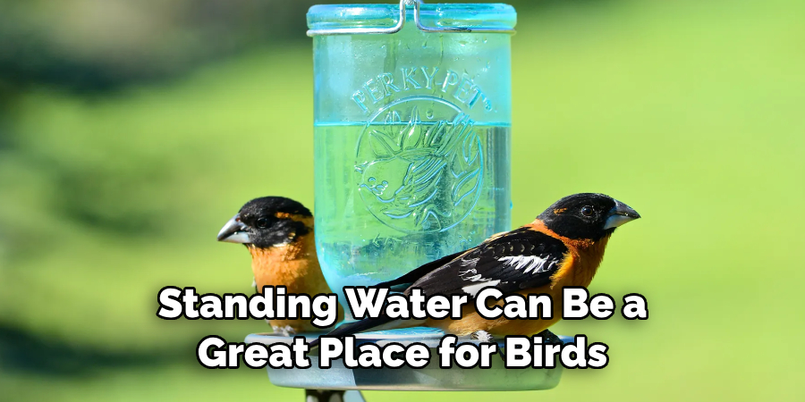 Standing Water Can Be a Great Place for Birds