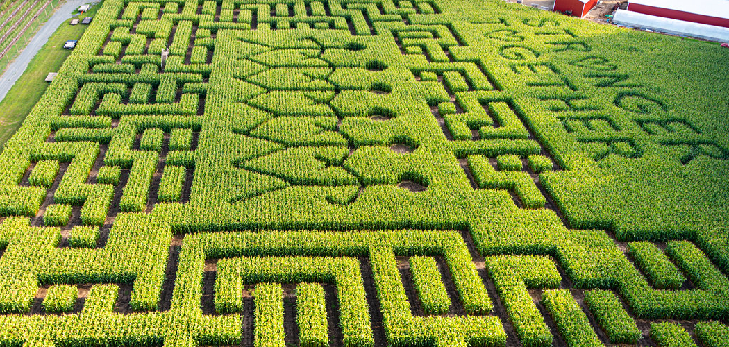 How to Make Corn Maze
