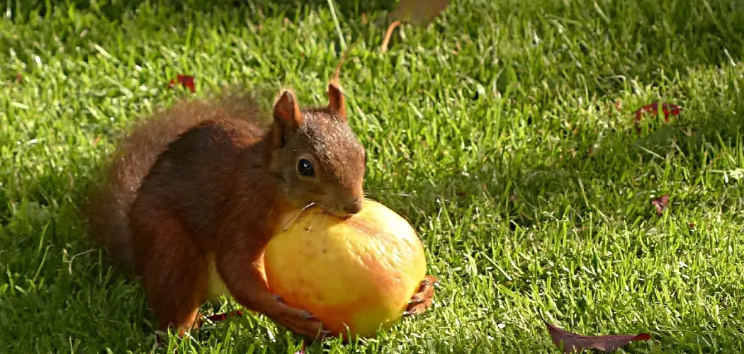 How to Protect Apples From Squirrels
