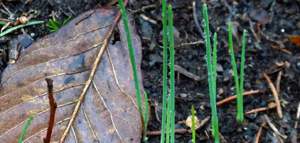 How to Get Rid of Onions in Yard