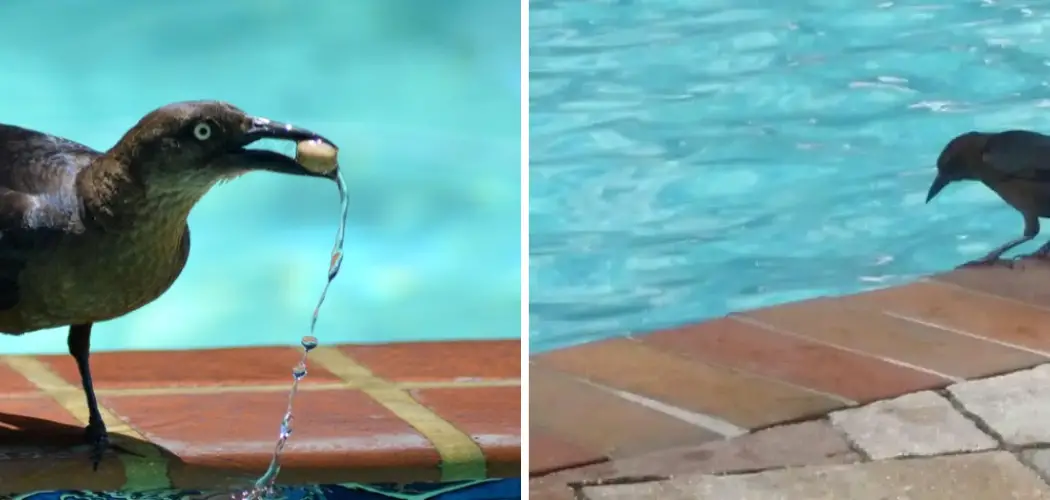 Birds Pooping on Pool Deck