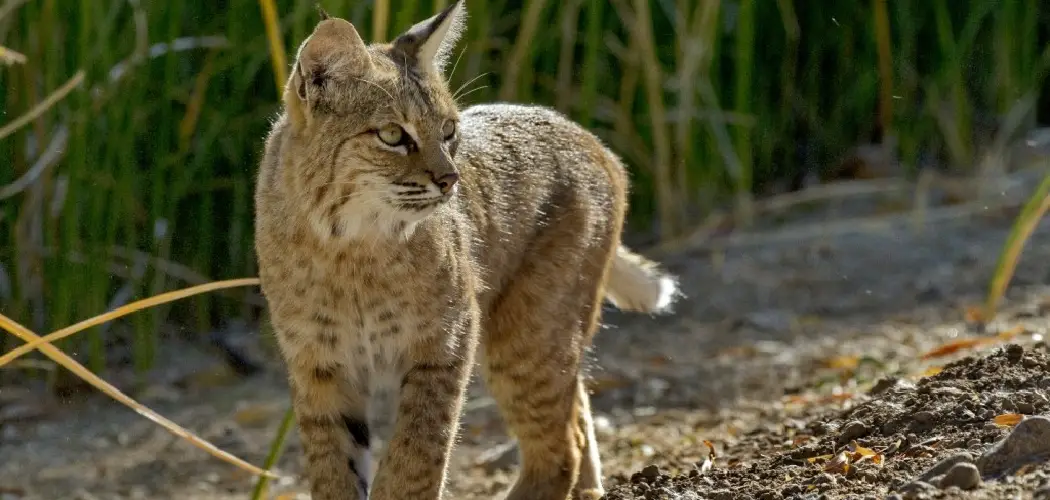 How to Keep Bobcats Away From Your Yard